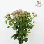 Rose Spray Purple (8-10 Stems) - Pudu Ria Florist Southern