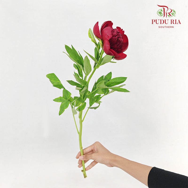 Peony Charm - (5 Stems)