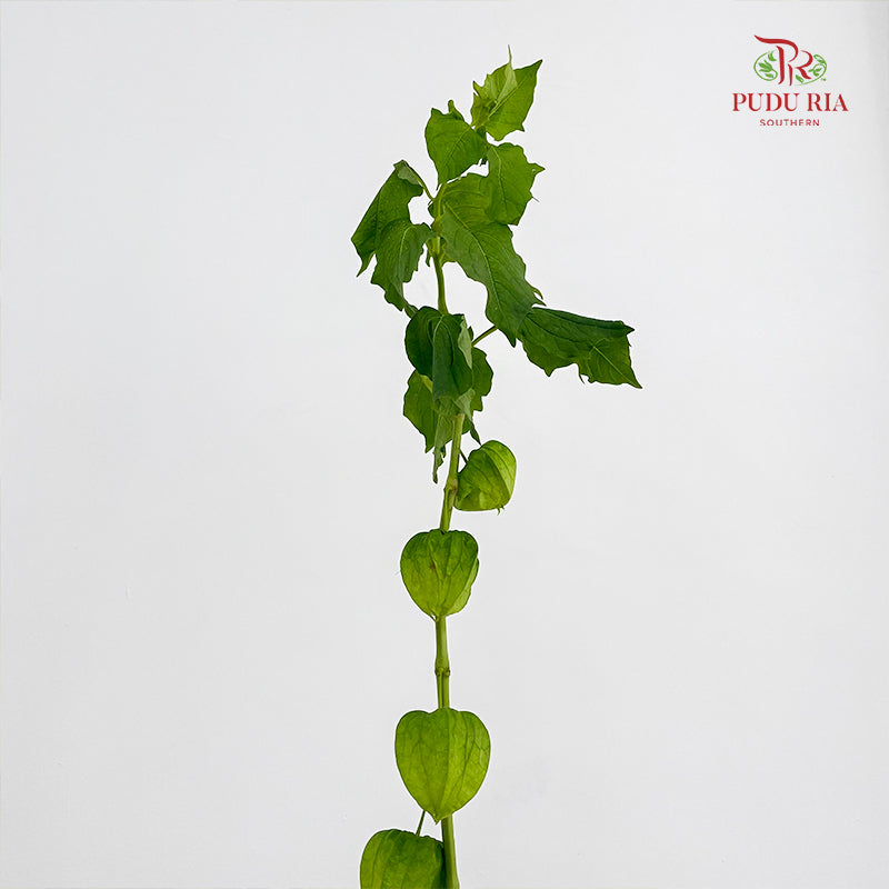 Cranberries Physalis - (Per Bundle)