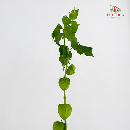 Cranberries Physalis - (Per Bundle)