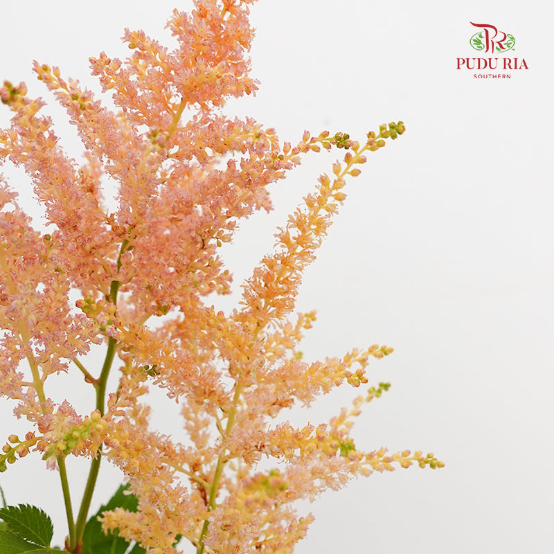 Astilbe Champagne 落新妇 - (4-5 Stems)