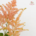 Astilbe Champagne 落新妇 - (4-5 Stems)