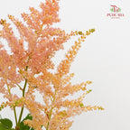 Astilbe Champagne 落新妇 - (4-5 Stems)