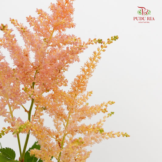 Astilbe Champagne 落新妇 - (4-5 Stems)