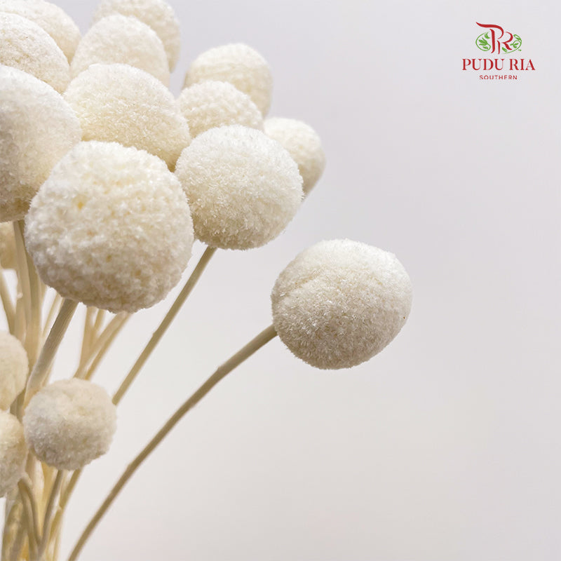 Preservative Craspedia - White
