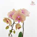 Phalaenopsis Orchid Champagne Big Single Stem #2