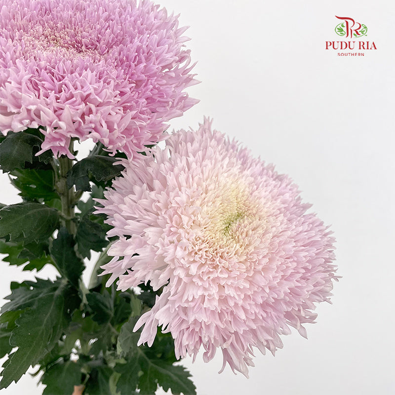 Peony Chrysanthemum Dyed Pink - (6 Stems)