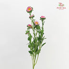 Aster Pink 翠菊 - (Per Bundle)
