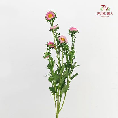 Aster 翠菊 Pink - (Per Bundle)