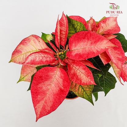 Poinsettia Ice Crystal