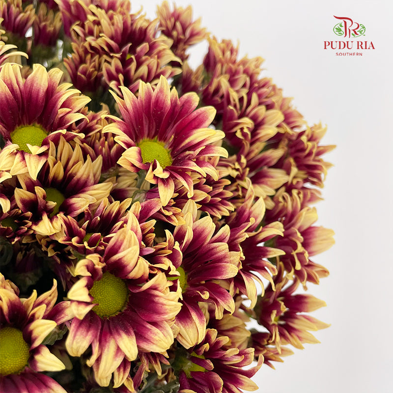 Chrysanthemum Pompom Daisy Purple/Yellow 1 - (10-12 Stems)