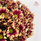 Chrysanthemum Pompom Daisy Purple/Yellow 1 - (10-12 Stems)