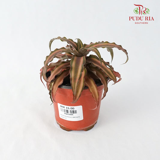 Cryptanthus Brown - Pudu Ria Florist Southern
