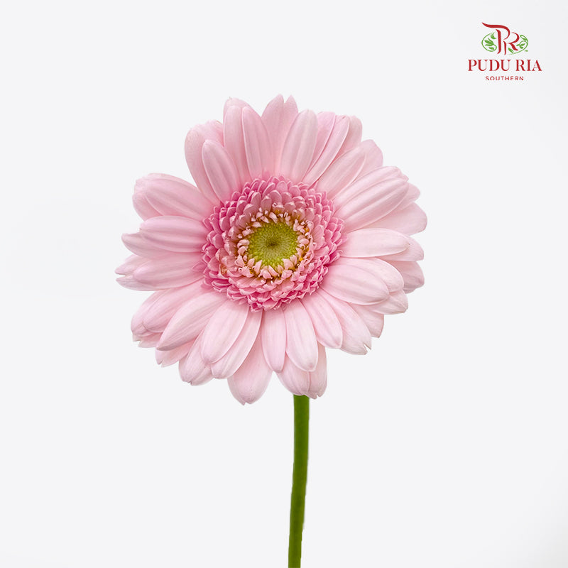 Gerbera Mini Soft Pink 非洲菊 - (8-10 Stems)