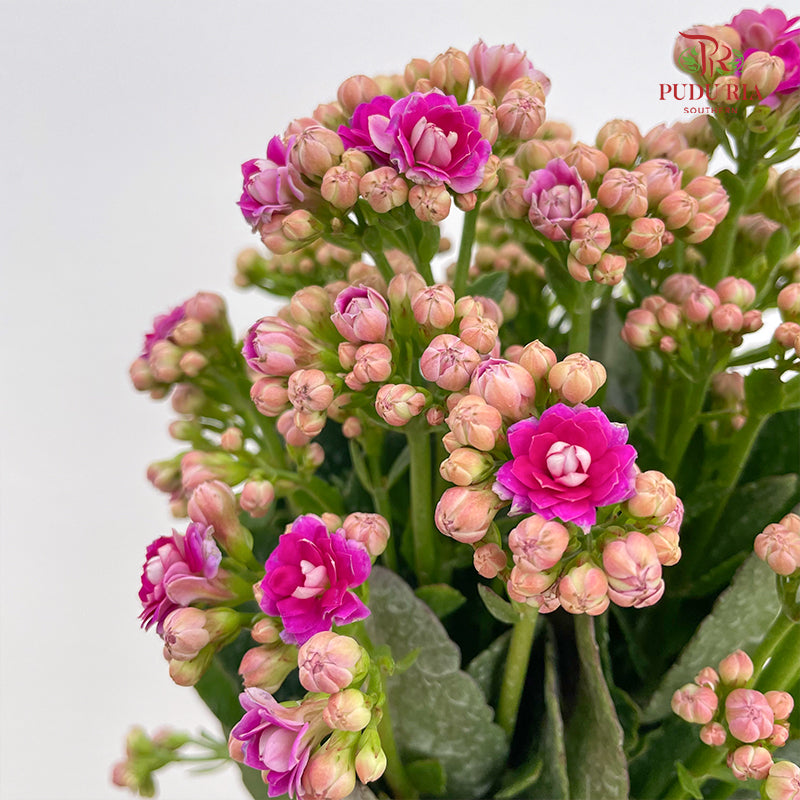Kalanchoe Mixed (M)