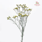 Dry Caspia - White/Yellow