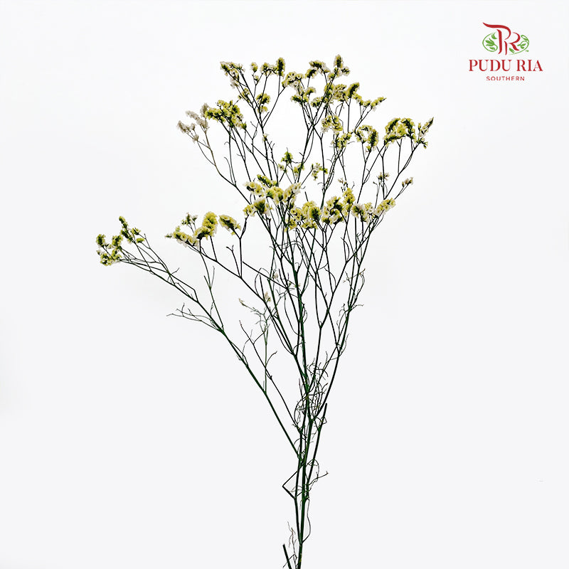 Dry Caspia - White/Yellow