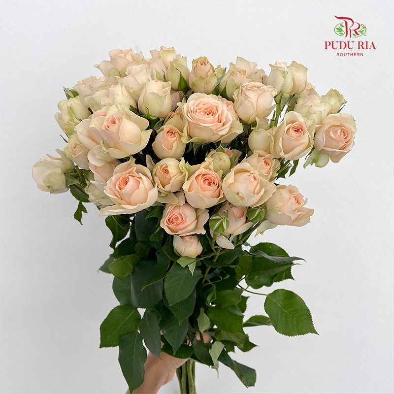 Rose Spray Sancerre - (8-10 Stems)