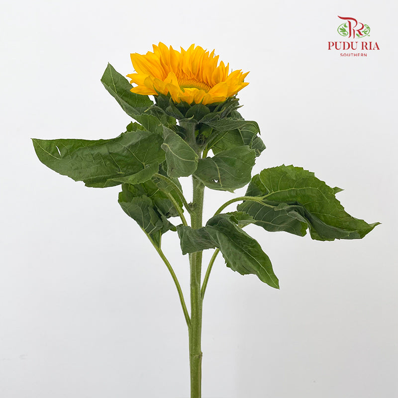 Sunflower Mini 迷你向日葵 - (10 Stems)