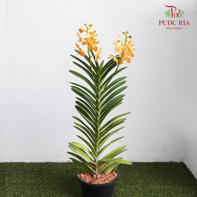 Mokara Orchid Pot - Orange - Pudu Ria Florist Southern