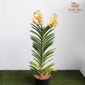 Mokara Orchid Pot - Orange - Pudu Ria Florist Southern