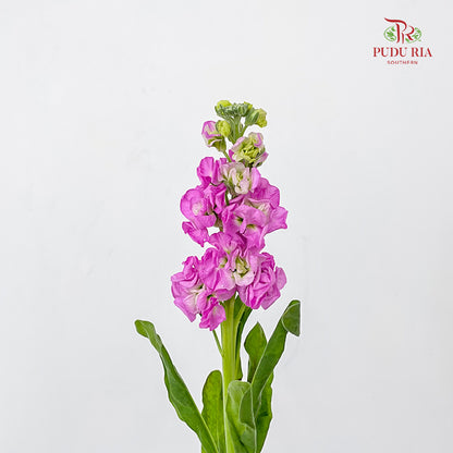 Matthiola Pink - (10 Stems)