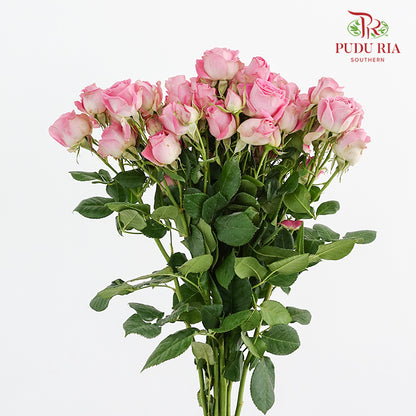 Rose Spray Wendy - (8-10 Stems)