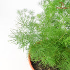 Asparagus Plumosus Nanus - Pudu Ria Florist Southern