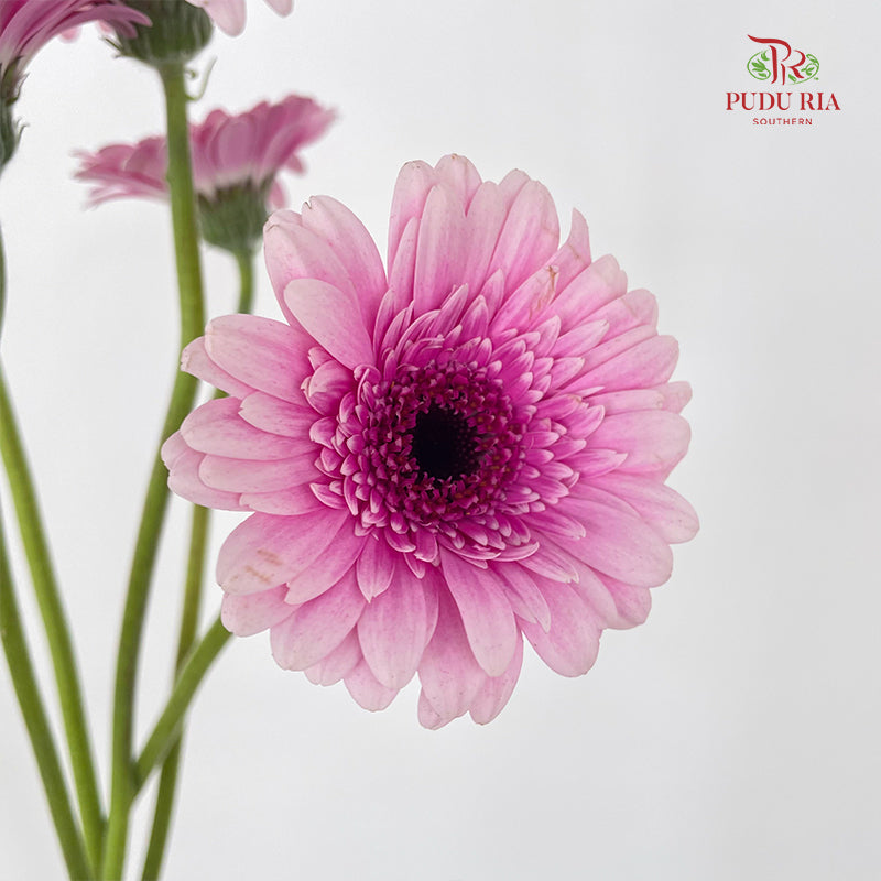 Gerbera Mini Herrera - (5 Stems)
