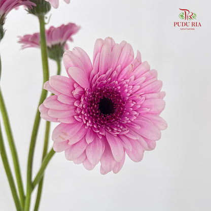 Gerbera Mini Herrera - (5 Stems)