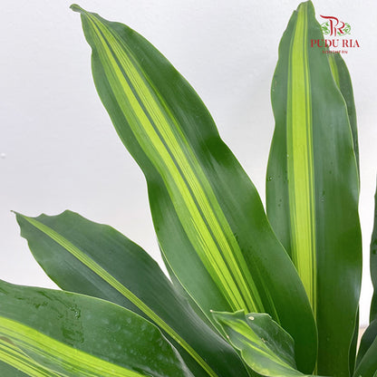 Dracaena Fragrans 3 Stems