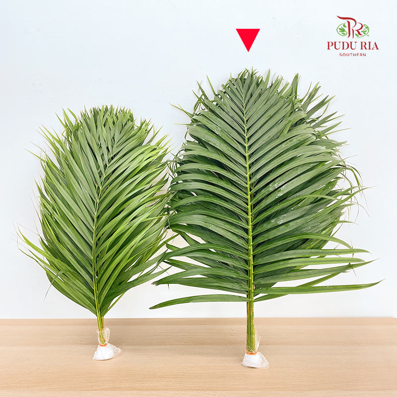 Yellow Palm Leaf 棕榈叶 (L) - (10 Stems)