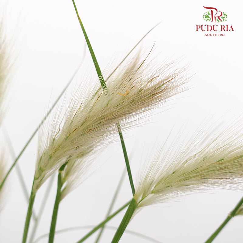 Pennisetum - (Per Bundle)