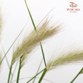 Pennisetum - (Per Bundle)