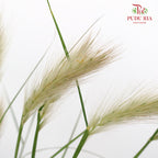 Pennisetum - (Per Bundle)