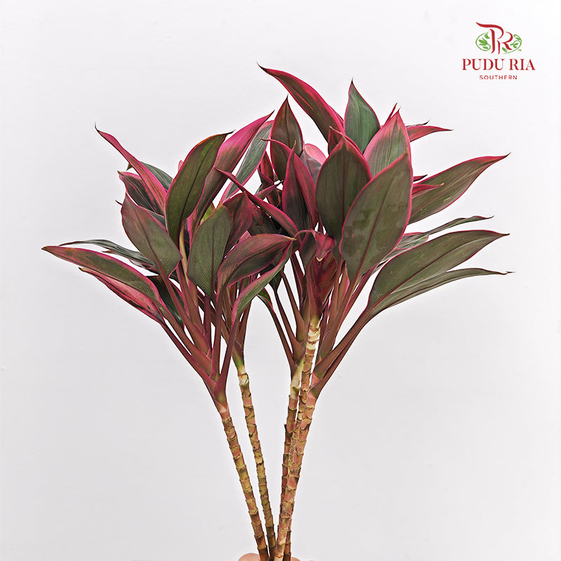 Snow Red Small 红朱蕉 - (5 Stems)