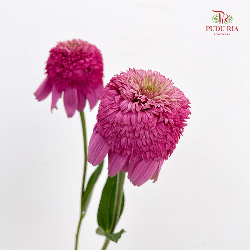Echinacea - (2 Stems)