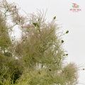 Cotinus Coggygria - (Per Stem)