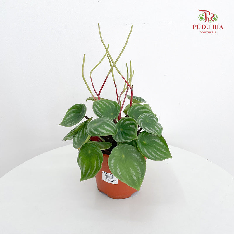 Peperomia Argyreia