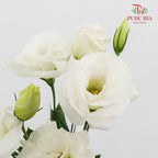 Eustoma White - (12-15 Stems)