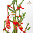 CNY Arrangement 2024#4