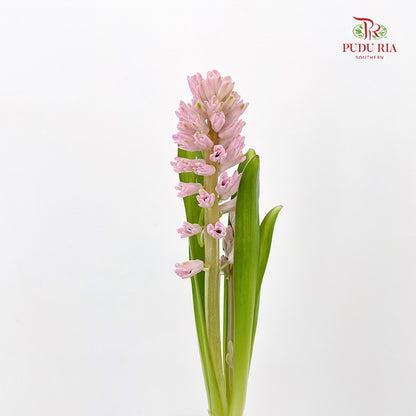 Hyacinthus Pink - (5 Stems)