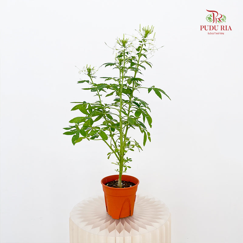 Tarenaya Houtteana Spider Flower White