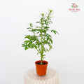Tarenaya Houtteana Spider Flower White