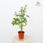 Tarenaya Houtteana Spider Flower White