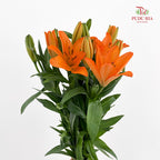 Tiger Lily Orange - (5 Stems)