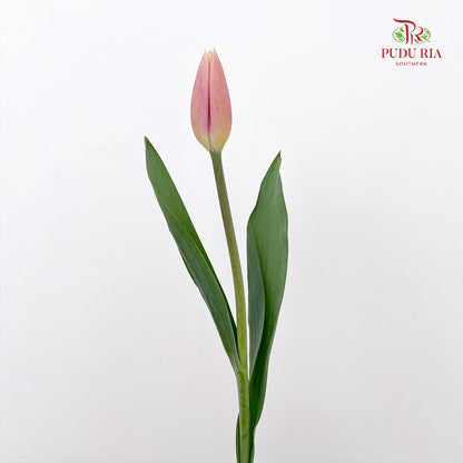 Tulip Peach Pink - (8-10 Stems)