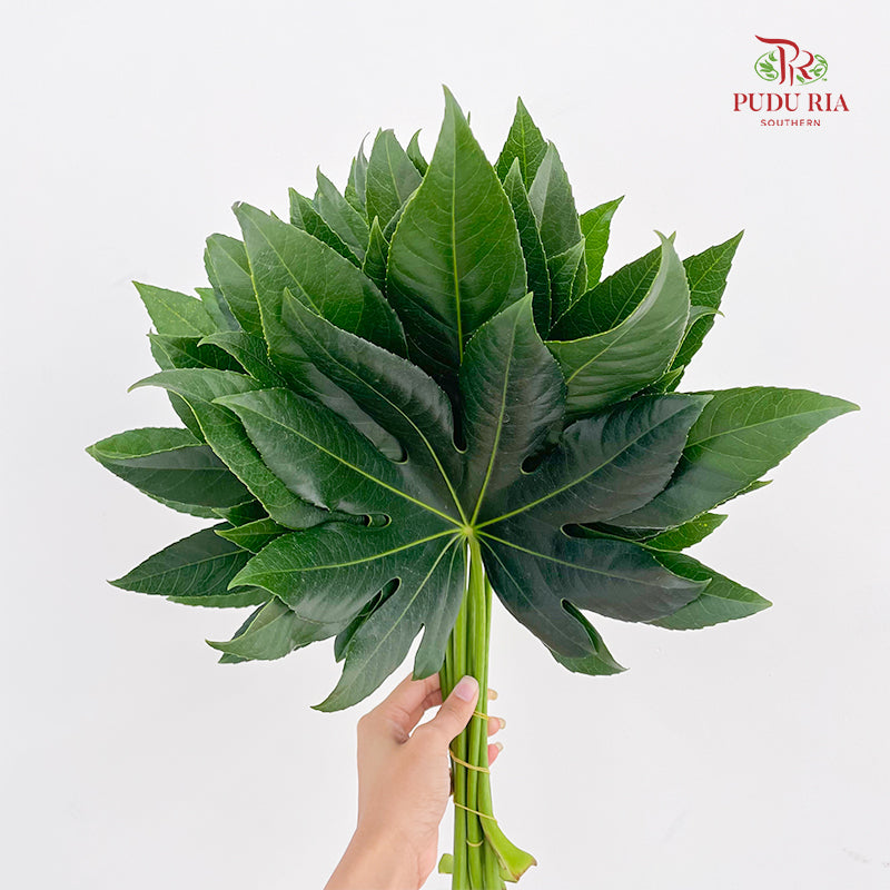 Fatsia Aralia - (10 Stems)