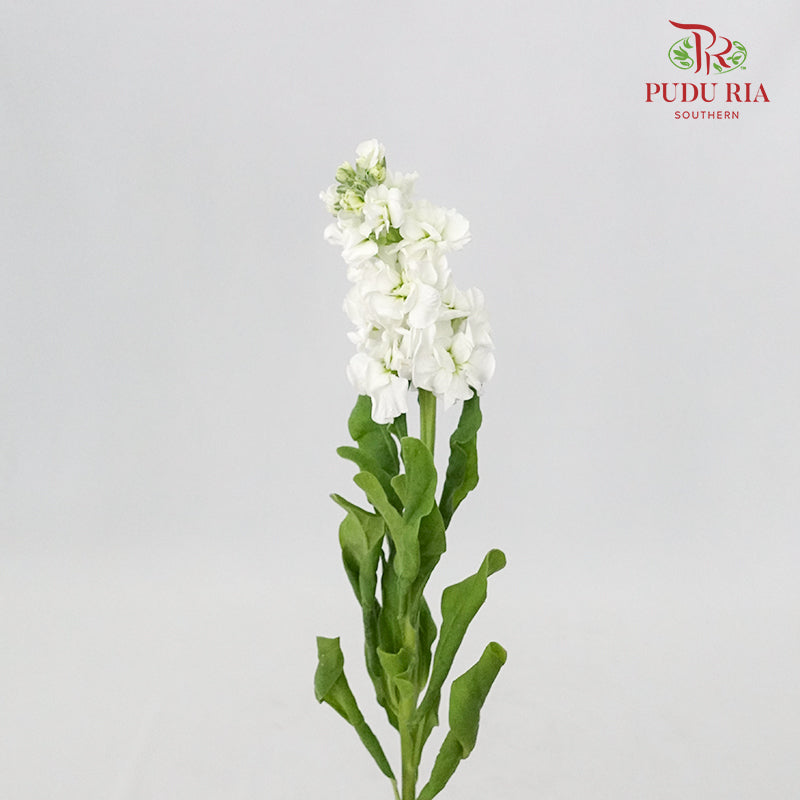 Matthiola White - 5 Stems - Pudu Ria Florist Southern