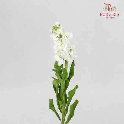 Matthiola White - 5 Stems - Pudu Ria Florist Southern